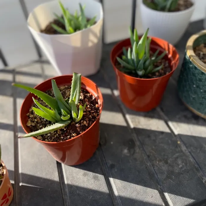 25cm Plastic Plant Nursery Seeding Garden Indoor Outdoor Balcony Container for Fruit Flower Pot 10inch