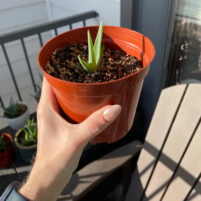 31cm Plastic Plant Nursery Seeding Garden Indoor Outdoor Balcony Container for Fruit Flower Pot 12 inch