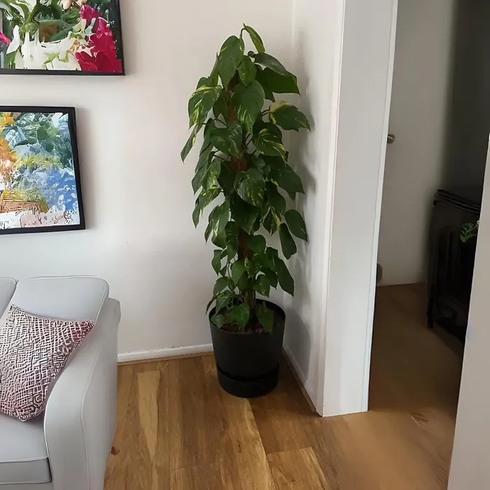 Greenville Green 20cm Living Round Decor Recycled Plastic Indoor Garden Balcony Window Container Holder Plant Flower Organizer Pot