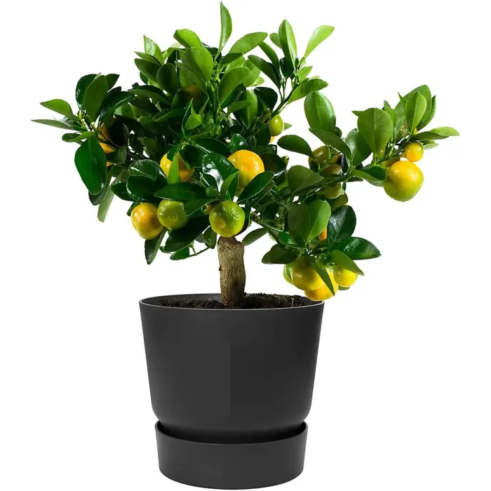 Living Round Decor Recycled Material Indoor Garden Balcony Window Container Holder Plant Flower Organizer Pot Black 40 cm