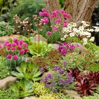 Alpine Plant Mix - Collection of Outdoor Garden Plants, Ideal for Pots and Containers (6 Plants)