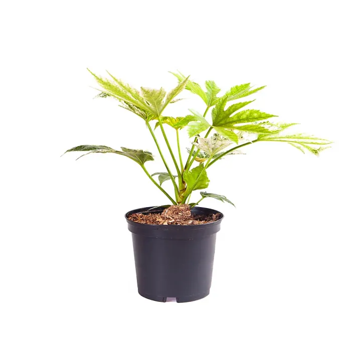 1 x Fatsia japonica 'Spider's Web' in a 3L Pot Grown Your Own in Gardens Perfect for Pots & Containers