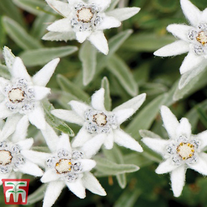 Mixed Alpine Plant Collection - Outdoor Garden Plants, Ideal for Pots and Containers (12 Plants)