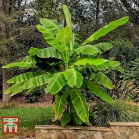 Japanese Banana - Musa basjoo Potted Plant x 1 - Outdoor Garden Plants, Ideal for Pots and Containers