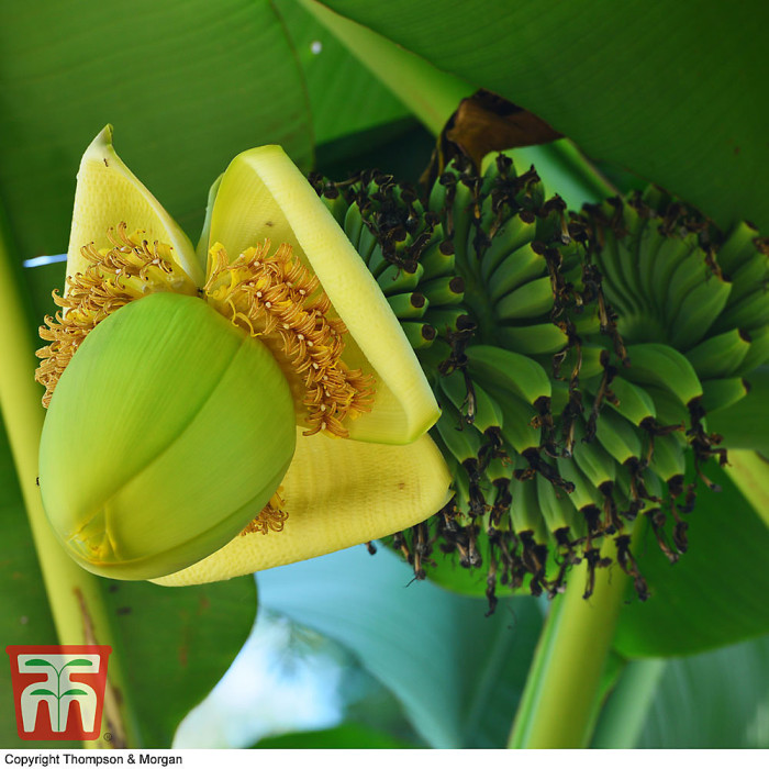 Japanese Banana - Musa basjoo Potted Plant x 1 - Outdoor Garden Plants, Ideal for Pots and Containers