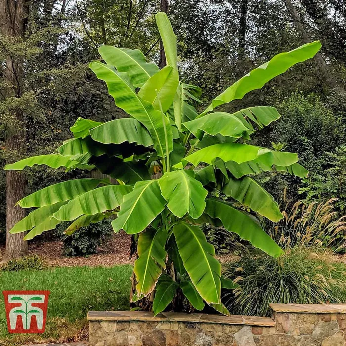 Japanese Banana - Musa basjoo Potted Plant x 1 - Outdoor Garden Plants, Ideal for Pots and Containers