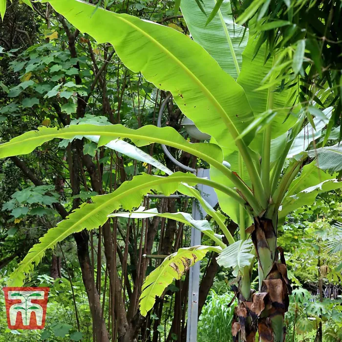 Japanese Banana - Musa basjoo Potted Plant x 1 - Outdoor Garden Plants, Ideal for Pots and Containers