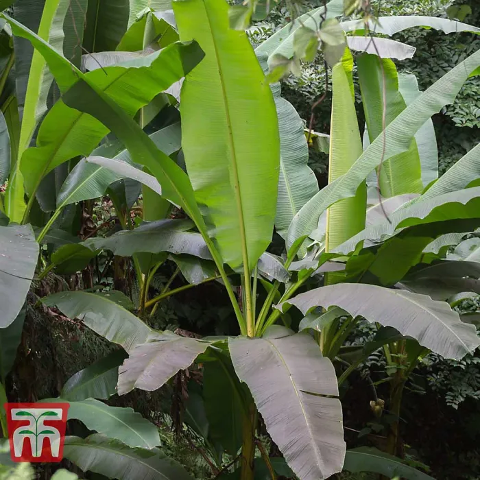 Japanese Banana - Musa basjoo Potted Plant x 1 - Outdoor Garden Plants, Ideal for Pots and Containers