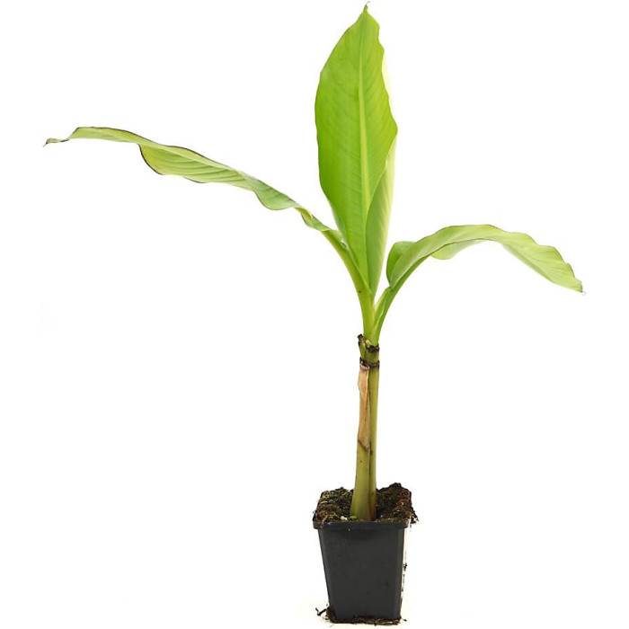 Japanese Banana - Musa basjoo Potted Plant x 1 - Outdoor Garden Plants, Ideal for Pots and Containers