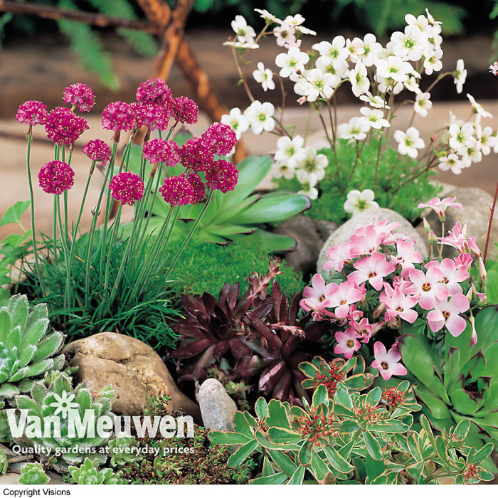 Mixed Alpine Plant Collection - Outdoor Garden Plants, Ideal for Pots and Containers (24 Plants)