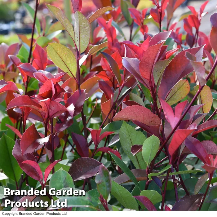 Hardy Shrub - Photinia Red Robin Standard Tree - 3 Litre Potted Plant x 1 - Ready to Plant in Pots, Containers and Gardens