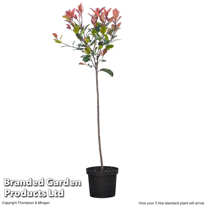 Hardy Shrub - Photinia Red Robin Standard Tree - 3 Litre Potted Plant x 1 - Ready to Plant in Pots, Containers and Gardens