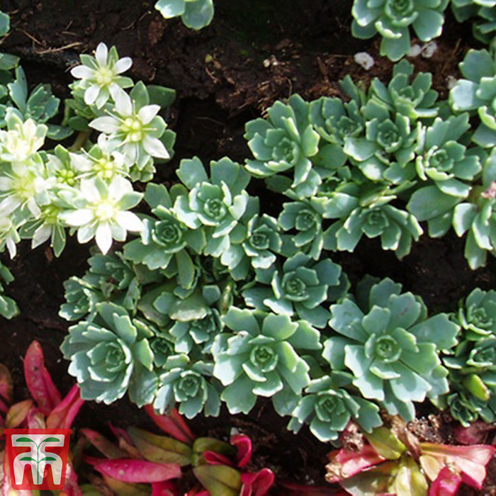Mixed Alpine Plant Collection - Outdoor Garden Plants, Ideal for Pots and Containers (6 Plants)