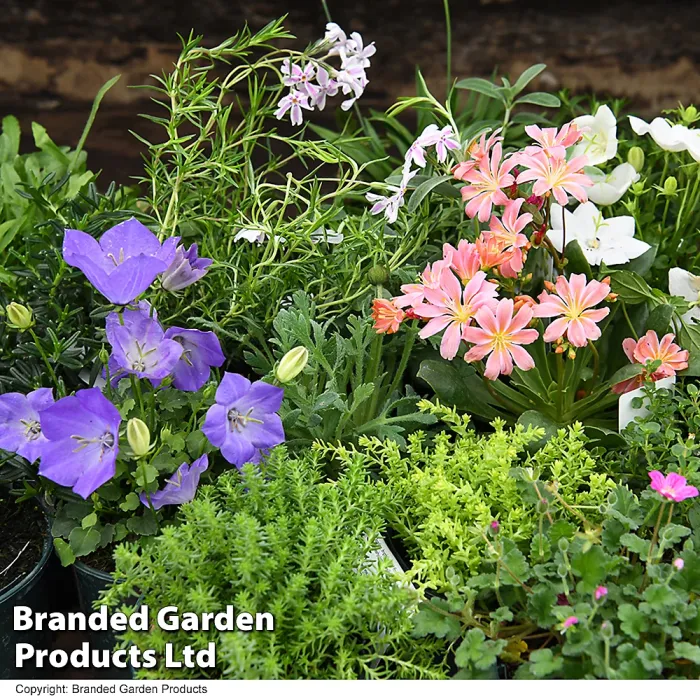 Mixed Alpine Plant Collection - Outdoor Garden Plants, Ideal for Pots and Containers (10 Plants)