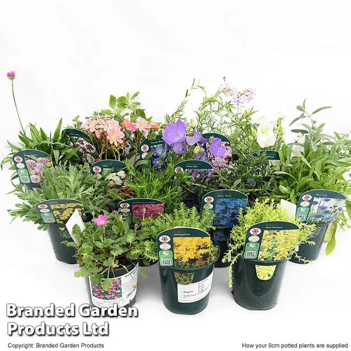 Mixed Alpine Plant Collection - Outdoor Garden Plants, Ideal for Pots and Containers (10 Plants)