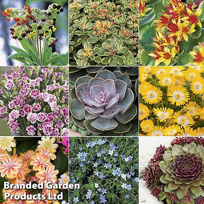 Mixed Alpine Plant Collection - Outdoor Garden Plants, Ideal for Pots and Containers (10 Plants)