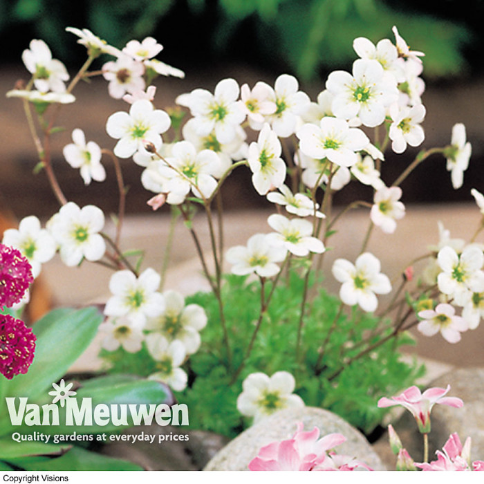 Mixed Alpine Plant Collection - Outdoor Garden Plants, Ideal for Pots and Containers (10 Plants)