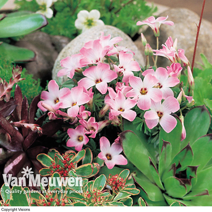Mixed Alpine Plant Collection - Outdoor Garden Plants, Ideal for Pots and Containers (10 Plants)