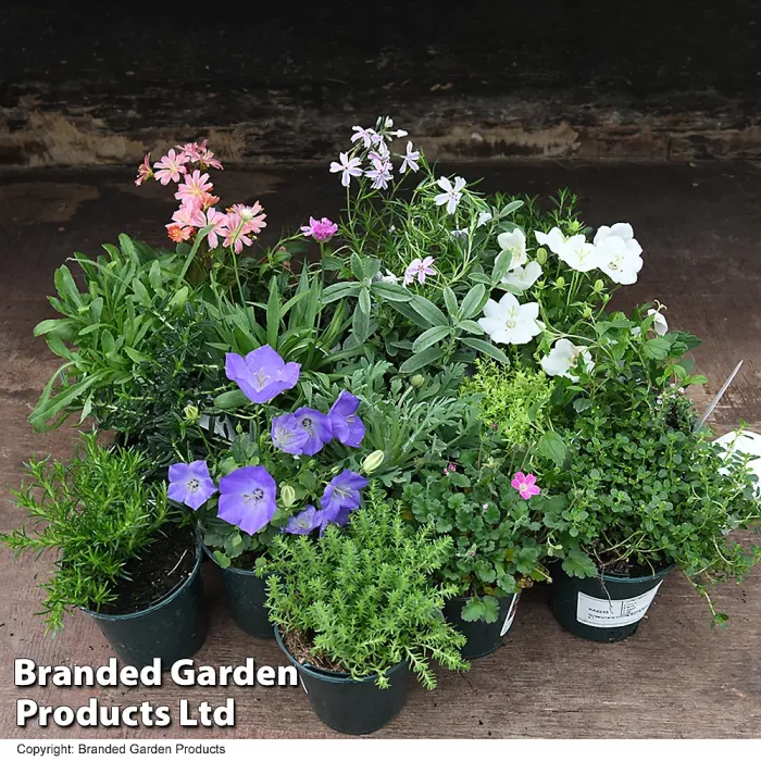 Mixed Alpine Plant Collection - Outdoor Garden Plants, Ideal for Pots and Containers (10 Plants)
