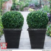 Evergreen Topiary Buxus Ball - Potted Plant x 1 + 1 Patio Planter - Outdoor Plant, Hedging & Patio Containers