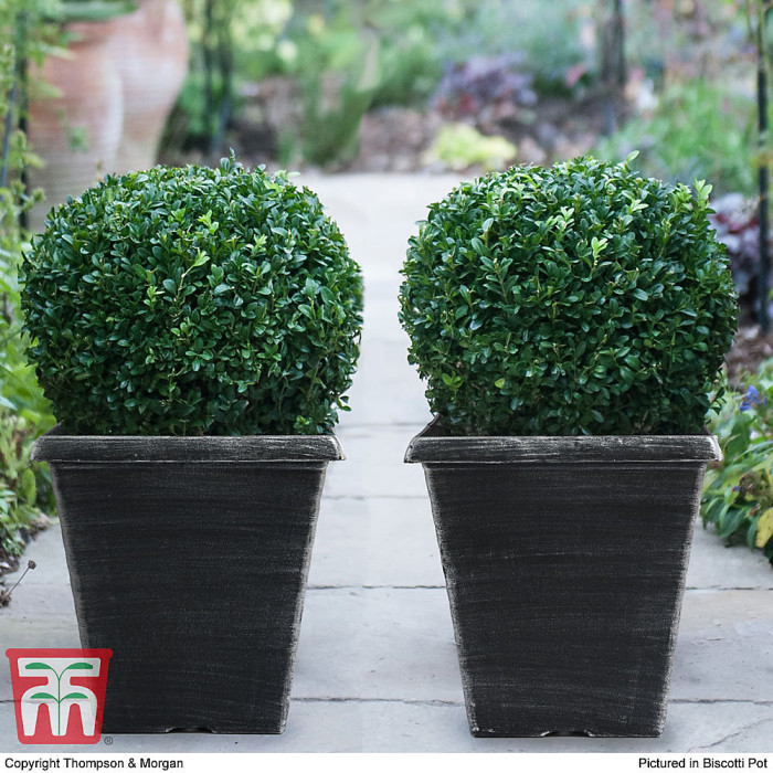 Evergreen Topiary Buxus Ball - Potted Plant x 1 + 1 Patio Planter - Outdoor Plant, Hedging & Patio Containers