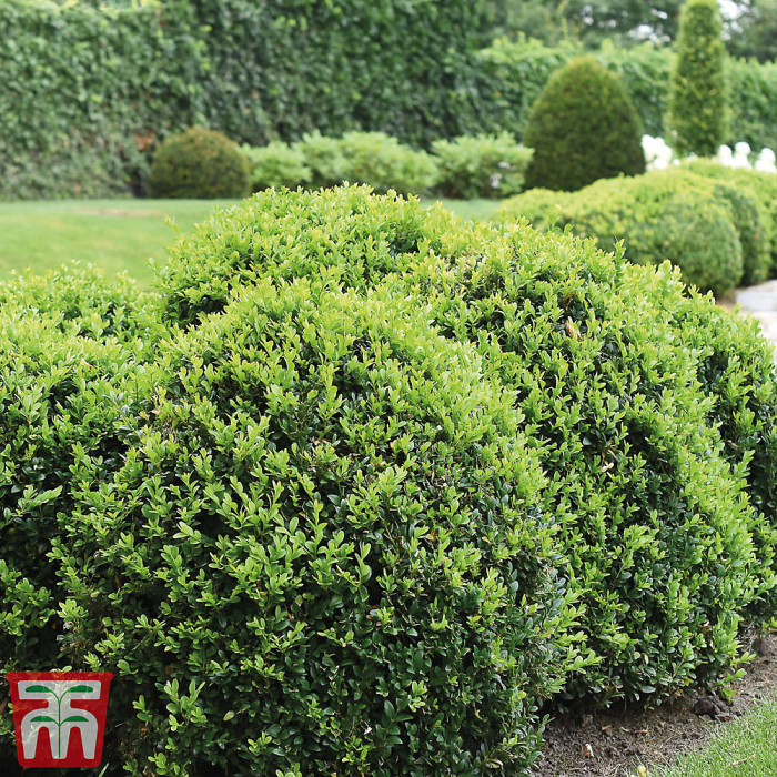 Evergreen Topiary Buxus Ball - Potted Plant x 1 + 1 Patio Planter - Outdoor Plant, Hedging & Patio Containers