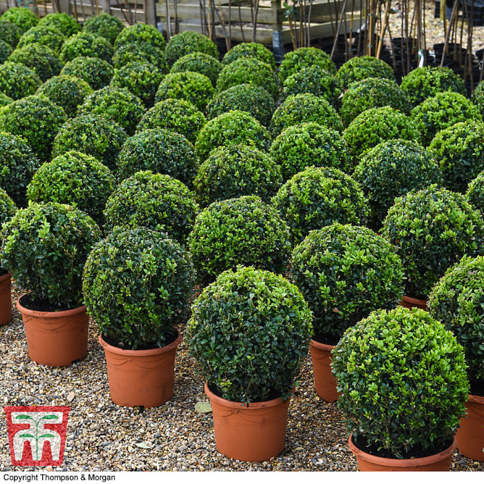 Evergreen Topiary Buxus Ball - Potted Plant x 1 + 1 Patio Planter - Outdoor Plant, Hedging & Patio Containers