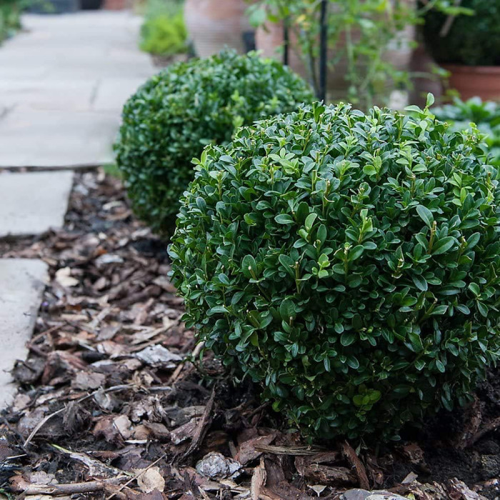 Evergreen Topiary Buxus Ball - Potted Plant x 1 + 1 Patio Planter - Outdoor Plant, Hedging & Patio Containers