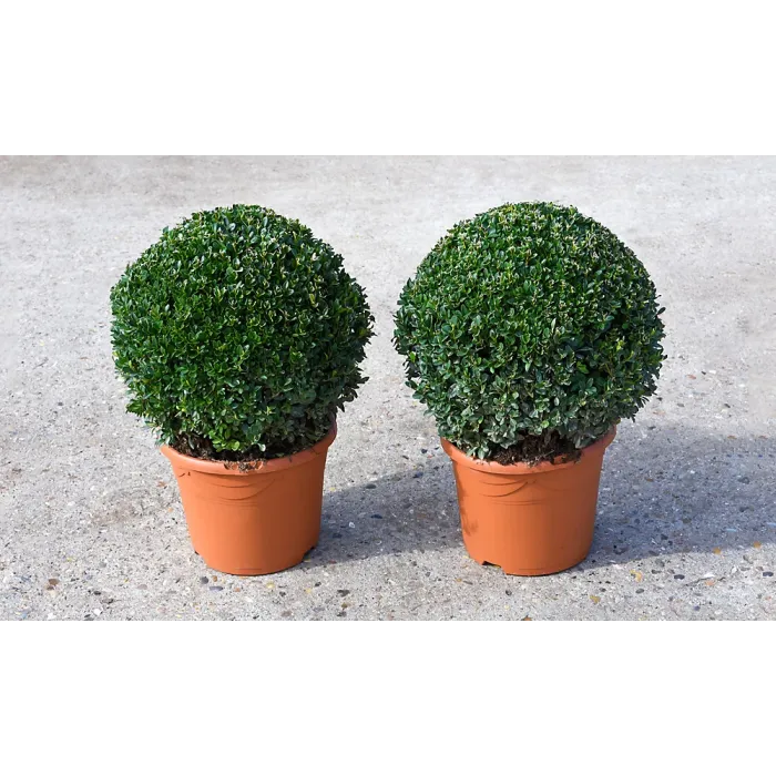 Evergreen Topiary Buxus Ball - Potted Plant x 1 + 1 Patio Planter - Outdoor Plant, Hedging & Patio Containers