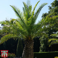 1 x Phoenix Canary Palm Tree 1.5 Litre Potted Plant - Tropical Style - Ideal for Patio Containers