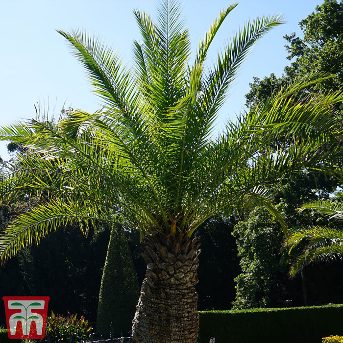 1 x Phoenix Canary Palm Tree 1.5 Litre Potted Plant - Tropical Style - Ideal for Patio Containers