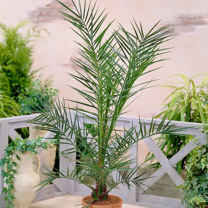 1 x Phoenix Canary Palm Tree 1.5 Litre Potted Plant - Tropical Style - Ideal for Patio Containers