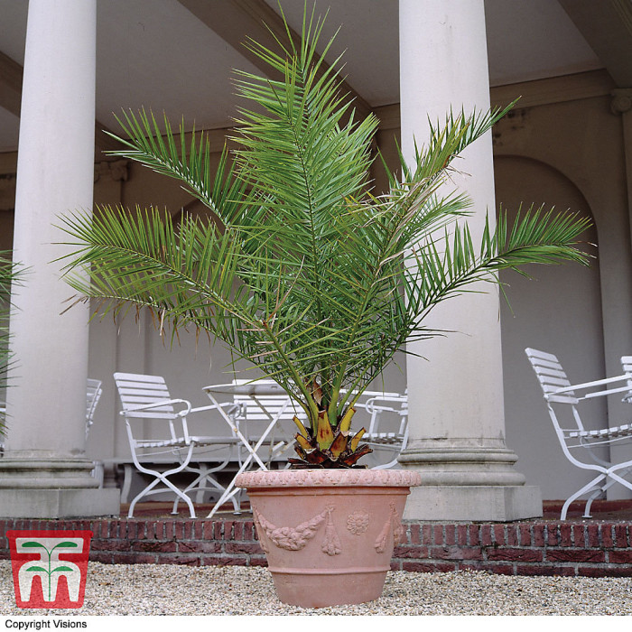 1 x Phoenix Canary Palm Tree 1.5 Litre Potted Plant - Tropical Style - Ideal for Patio Containers