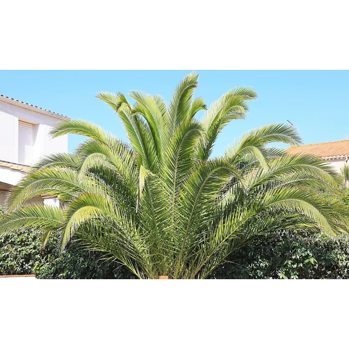 1 x Phoenix Canary Palm Tree 1.5 Litre Potted Plant - Tropical Style - Ideal for Patio Containers
