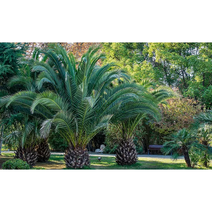 1 x Phoenix Canary Palm Tree 1.5 Litre Potted Plant - Tropical Style - Ideal for Patio Containers