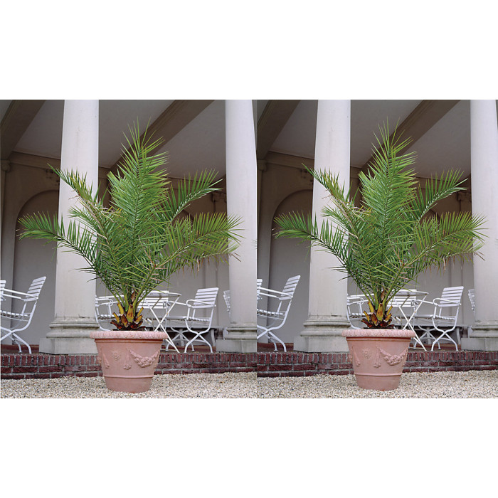 1 x Phoenix Canary Palm Tree 1.5 Litre Potted Plant - Tropical Style - Ideal for Patio Containers