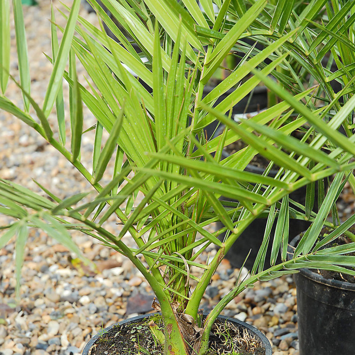 1 x Phoenix Canary Palm Tree 1.5 Litre Potted Plant - Tropical Style - Ideal for Patio Containers