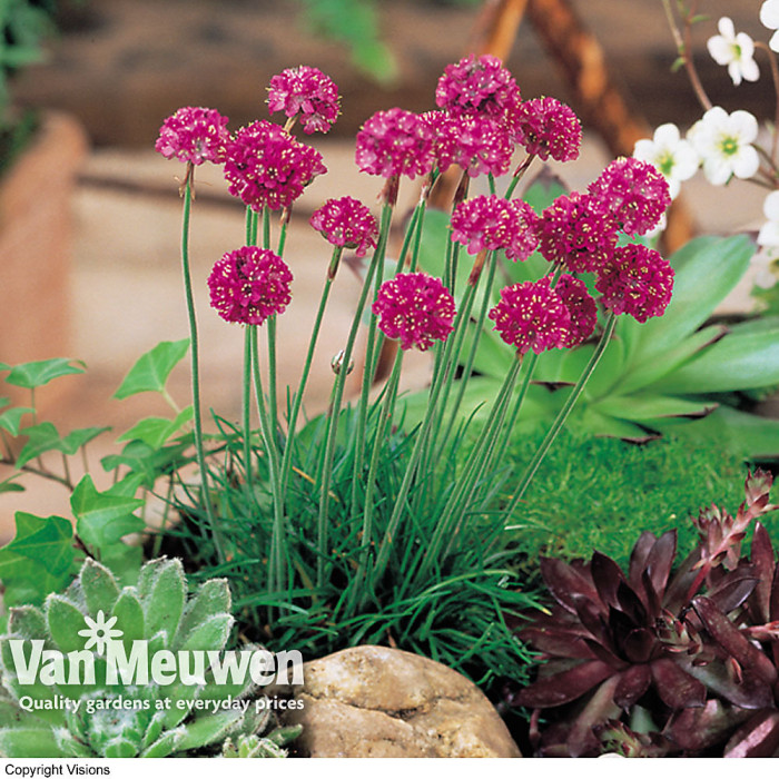 Mixed Alpine Plant - Outdoor Garden Plants, Ideal for Pots and Containers (1 Plant)