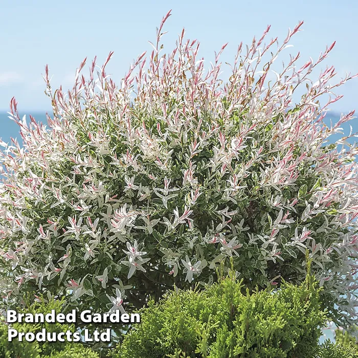 Salix Flamingo Tree - 17cm Potted Plant (standard) x 1 - Ideal for Containers & Garden Borders