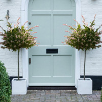 A Pair of Salix Flamingo Trees - 17cm Potted Plant (standard) - Ideal for Containers & Garden Border