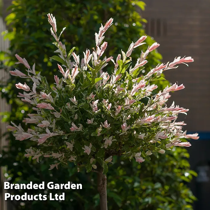 A Pair of Salix Flamingo Trees - 17cm Potted Plant (standard) - Ideal for Containers & Garden Border