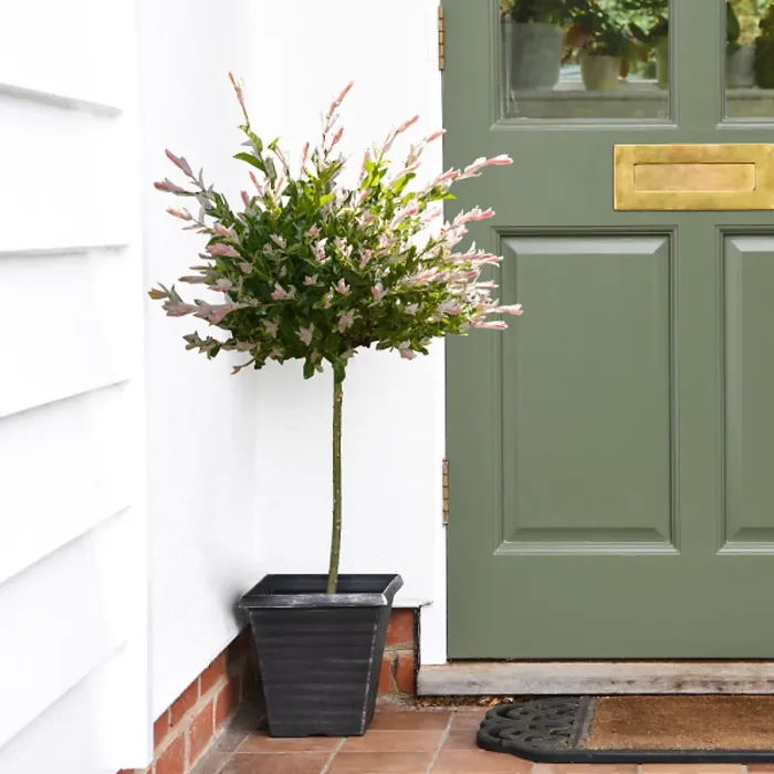 A Pair of Salix Flamingo Trees - 17cm Potted Plant (standard) - Ideal for Containers & Garden Border