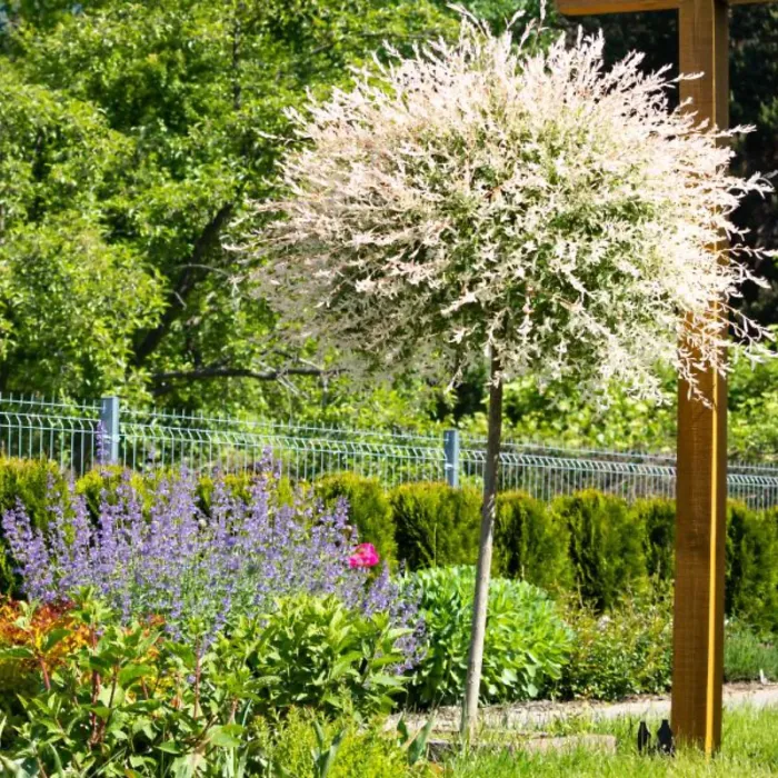 A Pair of Salix Flamingo Trees - 17cm Potted Plant (standard) - Ideal for Containers & Garden Border