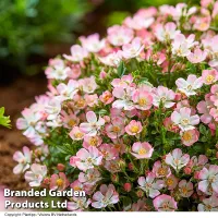 Rosa Alpina'Cutie Pie' Hardy Shrub x 1 - Outdoor Garden Plants, Ideal for Pots and Containers