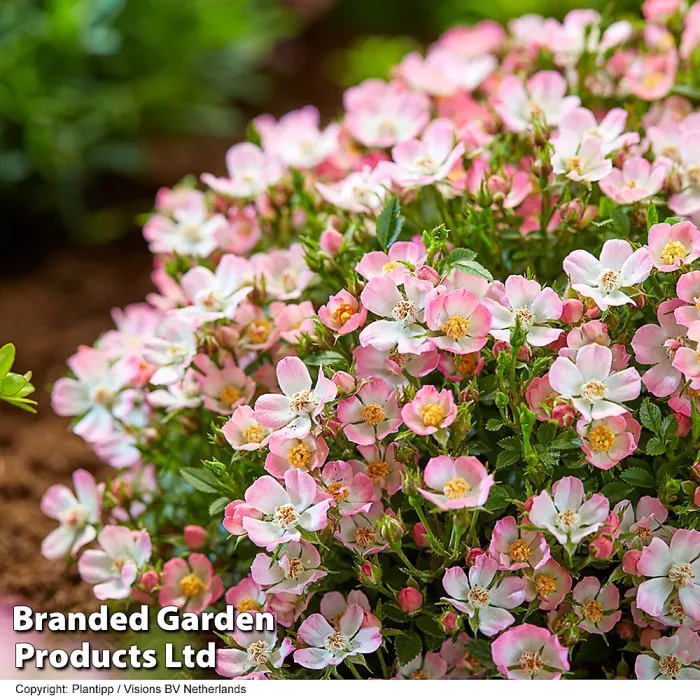 Rosa Alpina'Cutie Pie' Hardy Shrub x 1 - Outdoor Garden Plants, Ideal for Pots and Containers