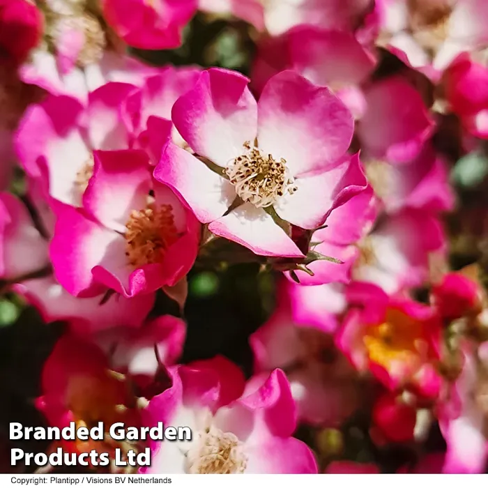 Rosa Alpina'Cutie Pie' Hardy Shrub x 1 - Outdoor Garden Plants, Ideal for Pots and Containers