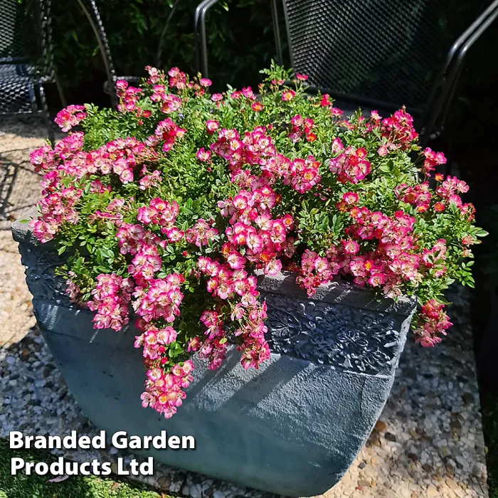 Rosa Alpina'Cutie Pie' Hardy Shrub x 1 - Outdoor Garden Plants, Ideal for Pots and Containers