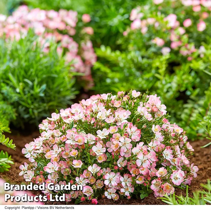 Rosa Alpina'Cutie Pie' Hardy Shrub x 1 - Outdoor Garden Plants, Ideal for Pots and Containers