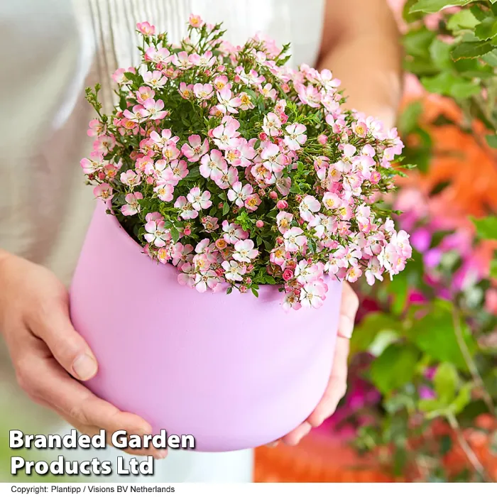 Rosa Alpina'Cutie Pie' Hardy Shrub x 1 - Outdoor Garden Plants, Ideal for Pots and Containers