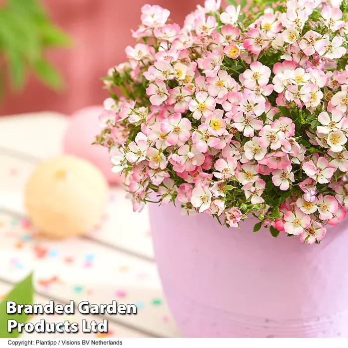 Rosa Alpina'Cutie Pie' Hardy Shrub x 1 - Outdoor Garden Plants, Ideal for Pots and Containers